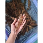 Tôm sú sống size 50-60 con/kg