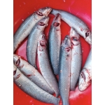 Cá lóc thiên nhiên đã làm sạch đảm bảo ngon Size 1,5-2 kg/con