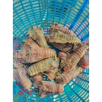 Tôm mũ ni trắng (tôm vỗ) đông lạnh 2-3 con/kg