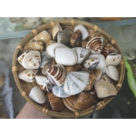 Nghêu biển thiên nhiên sống size 20-30 con/kg