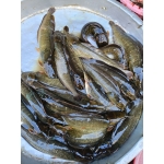 Cá trê vàng sống thiên nhiên Size 400-600 gr/con