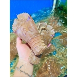 Tôm mũ ni trắng (tôm vỗ) sống 3-4 con/kg