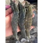 Tôm thẻ sống 15-20 con/kg