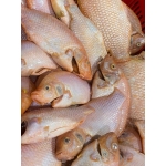 Cá điêu hồng đã làm sạch giá tốt Size 0,5-1 kg/con