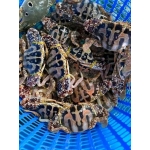 Ghẹ đỏ đông lạnh size 4-5 con/kg