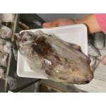 Mực nang đông lạnh 0,6-0,8 kg/con