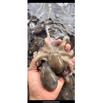 Bạch tuộc sống tươi ngon 3-4 con/kg
