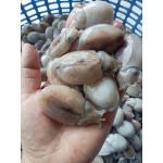 Mực nang tươi mới 10-15 con/kg
