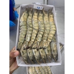 Tôm sú đông lạnh 10-15 con/kg