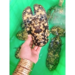 Tôm mũ ni đen (tôm vỗ) sống 2-3 con/kg