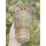 Tôm mũ ni trắng (tôm vỗ) tươi sống 6-7 con/kg