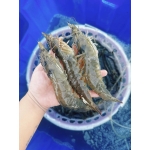Tôm thẻ sống 40-50 con/kg