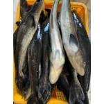 Cá Bớp Tươi Sống