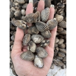 Sò huyết sống size 80-100 con/kg