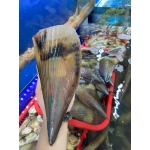 Sò mai sống size 3-4 con/kg