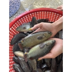Cá rô sống mới đánh bắt, giá tốt Size: 2-3 con/kg