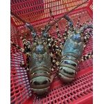 Tôm hùm xanh tươi sống . 500-700 gr/con