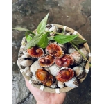 Sò huyết sống loại 1 size 30-40 con/kg