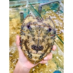 Tôm mũ ni đen (tôm vỗ) đông lạnh 4-6 con/kg