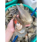 Sò mai sống size 6-7 con/kg