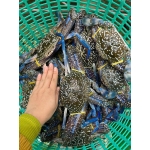 Ghẹ xanh đông lạnh chất lượng  5-6 con/kg