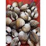 Sò huyết sống size 20-30 con/kg