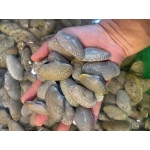 Ngao hoa (sò lụa) sống 80-100 con/kg