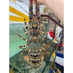 Tôm hùm bông (tôm hùm sao) đông lạnh 500-700 gr/con