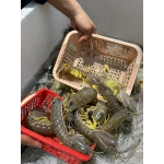 tôm tít (bề bề) đông lạnh 4-5 con/kg