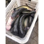 Cá lăng đen sống giá tốt, bổ dưỡng Size 1,5-2 kg/con