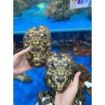 Tôm mũ ni đen (tôm vỗ) tươi sống 3-4 con/kg