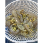 Tôm tít (bề bề) tươi sống 10-12 con/kg