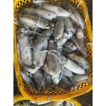 Mực lá câu tươi ngon 600-800 gr/con