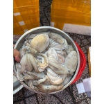 Bạch tuộc sống tươi ngon 3-4 con/kg