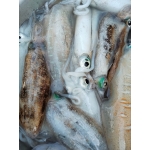 Mực lá câu tươi ngon 1-2 kg/con