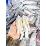 Mực trứng câu đông lạnh 20-30 con/kg