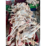 Gà ta leo cây (gà mái) sống Size 1-1,5 kg/con