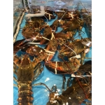 Tôm hùm nhập khẩu tươi sống 3-3,5 kg/con