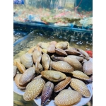 Ngao hoa (sò lụa) sống 50-60 con/kg