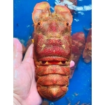 Tôm mũ ni đỏ (tôm vỗ) đông lạnh 2-3 con/kg