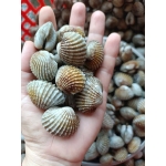 Sò huyết sống loại 1 size 40-50 con/kg