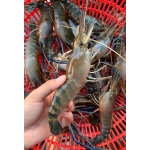 Tôm càng xanh (tôm lóng) sống 10-15 con/kg