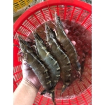 Tôm sú sống 40-50 con/kg