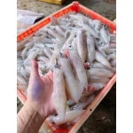 Mực ống câu loại 1 size 500-700 gr/con