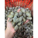 Ngao hoa (sò lụa) sống 30-40 con/kg