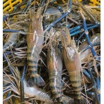  Tôm càng xanh (tôm lóng) tươi sống 8-10 con/kg