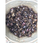 Cua đồng sống giá sỉ