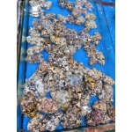 Tôm mũ ni đen (tôm vỗ) đông lạnh 6-7 con/kg