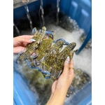 Ghẹ xanh sống size 3-4 con/kg