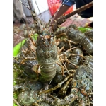 Tôm hùm xanh sống chất lượng 0,7-1 kg/con